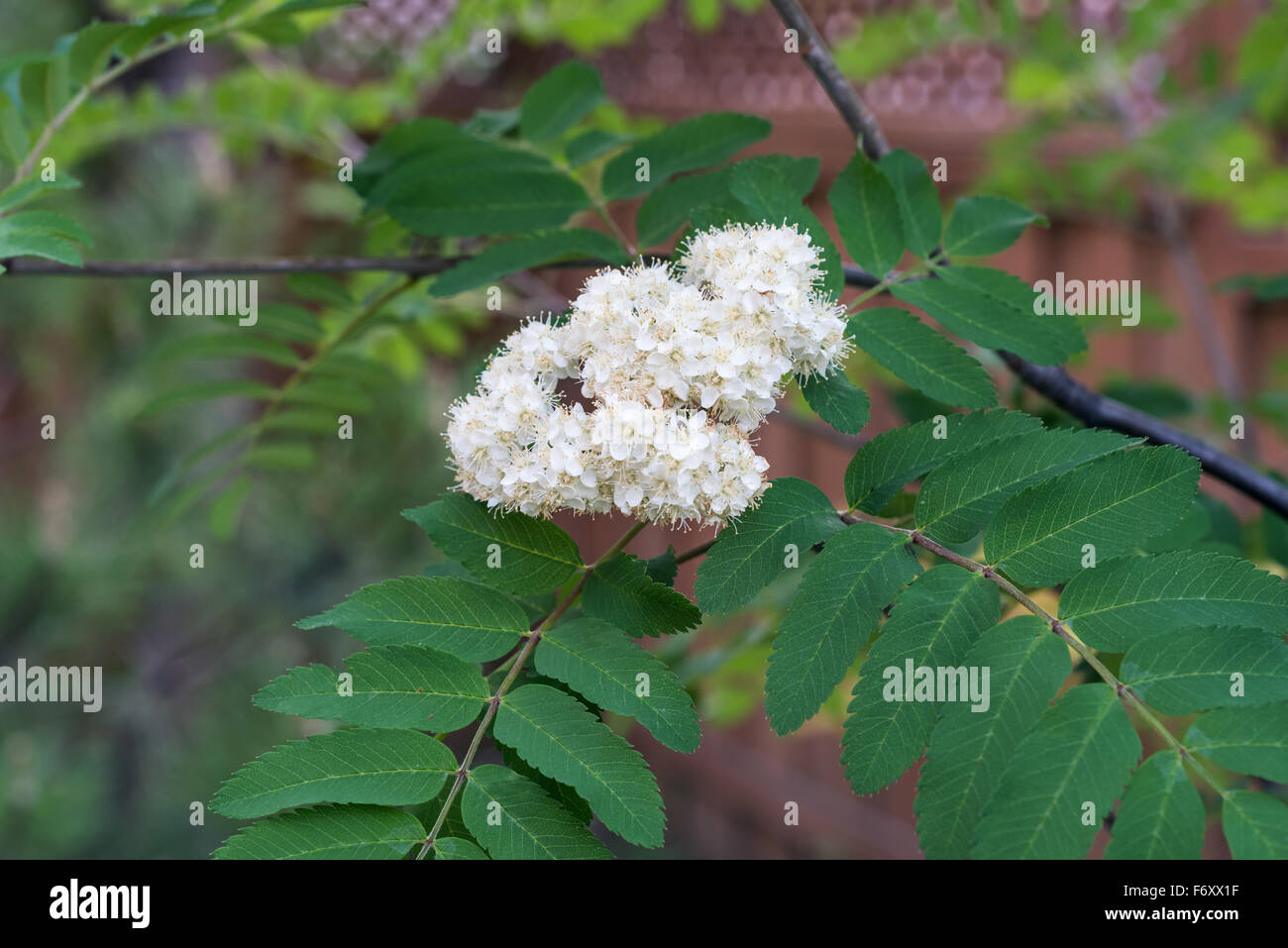rowan (Sorbus aucuparia) leaves with white flower Stock Photo - Alamy