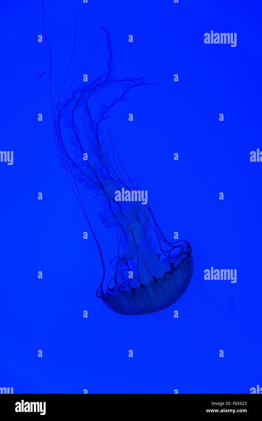 Swimming Jellyfish On Blue Background Stock Photo - Alamy