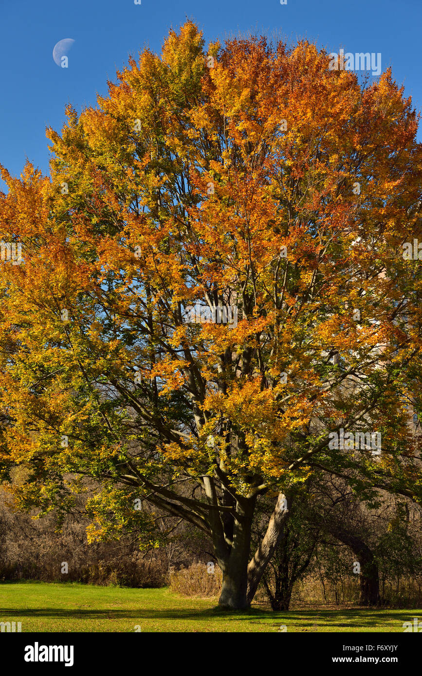 Changing Colors Of An American Beech Tree In A Toronto Park In Fall Stock Photo Alamy