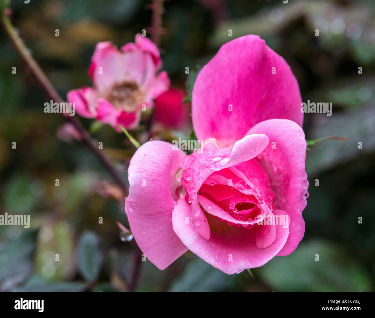 Macro Shot of Pink Rose With Rain drops  Spring Time In North Carolina Stock Photo