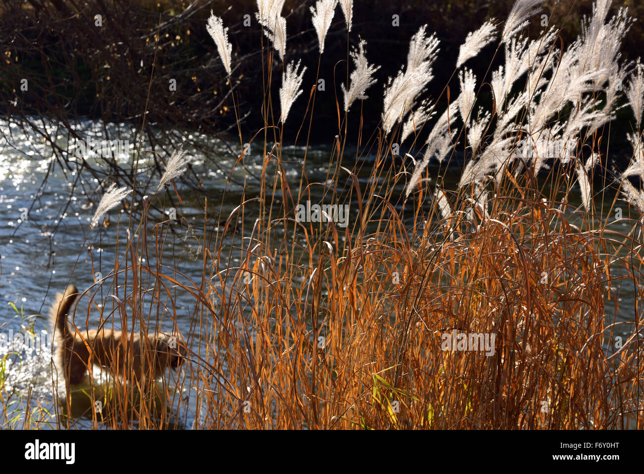 Pet dog splashing in the Humber river in a Toronto Park in Autumn with Pampas Grass Stock Photo