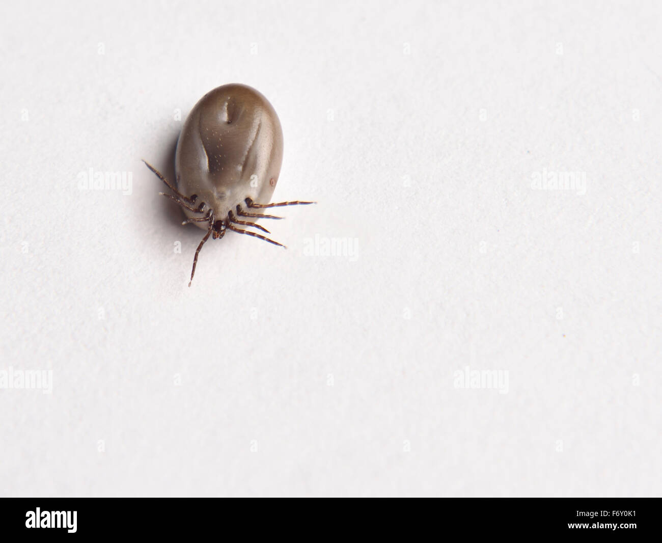 Bottom view of an engorged female Blacklegged Deer tick on white paper Stock Photo
