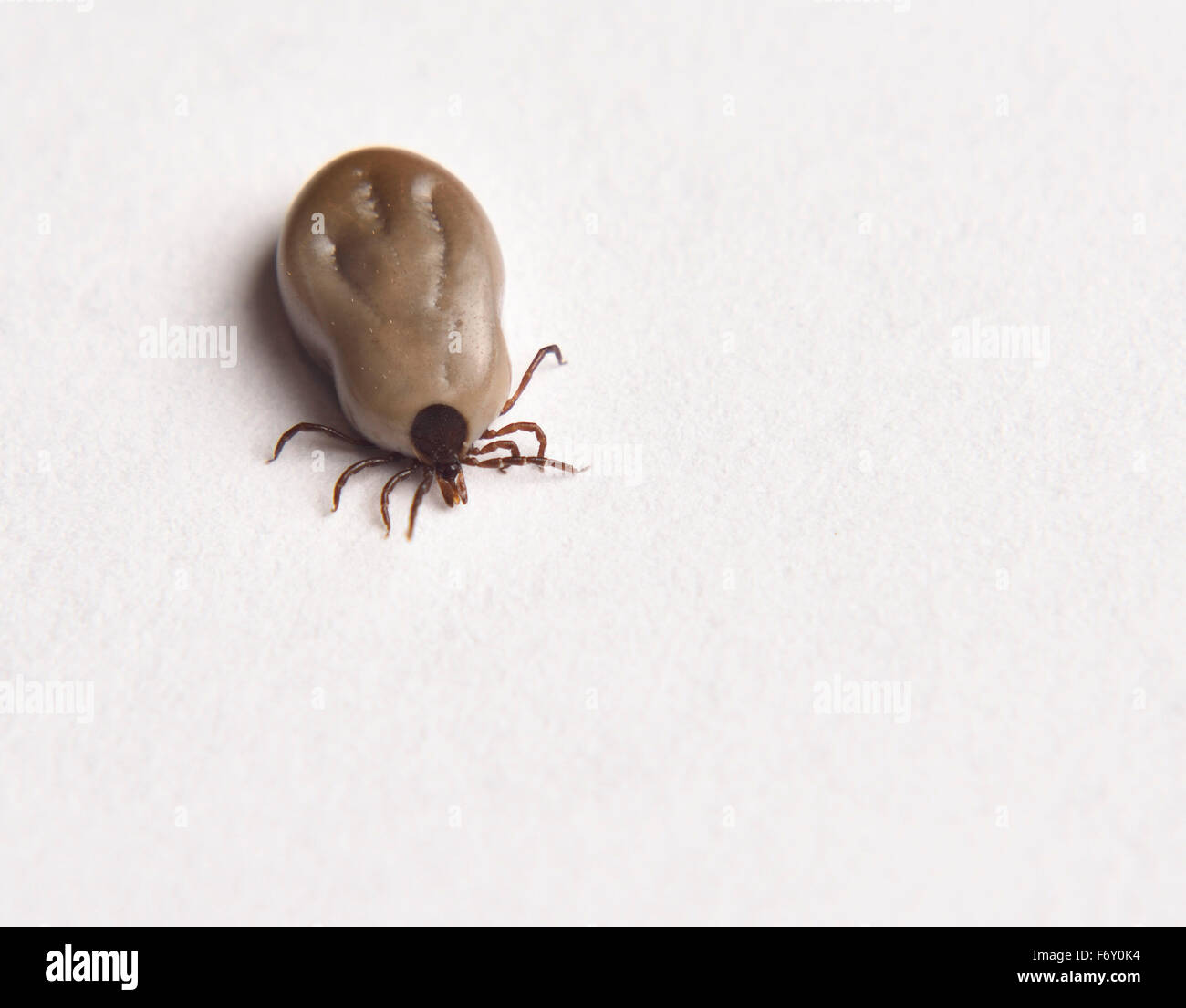 Top view of an engorged female Blacklegged Deer tick that can carry Lyme Disease on white paper Stock Photo