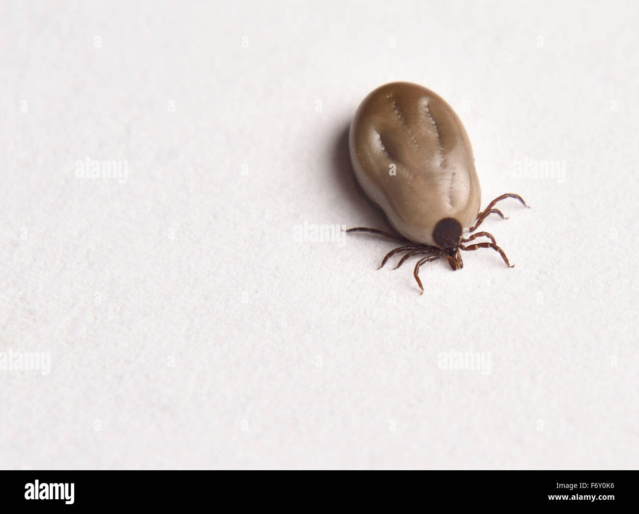 Engorged female Blacklegged Deer tick on white paper top view Stock Photo