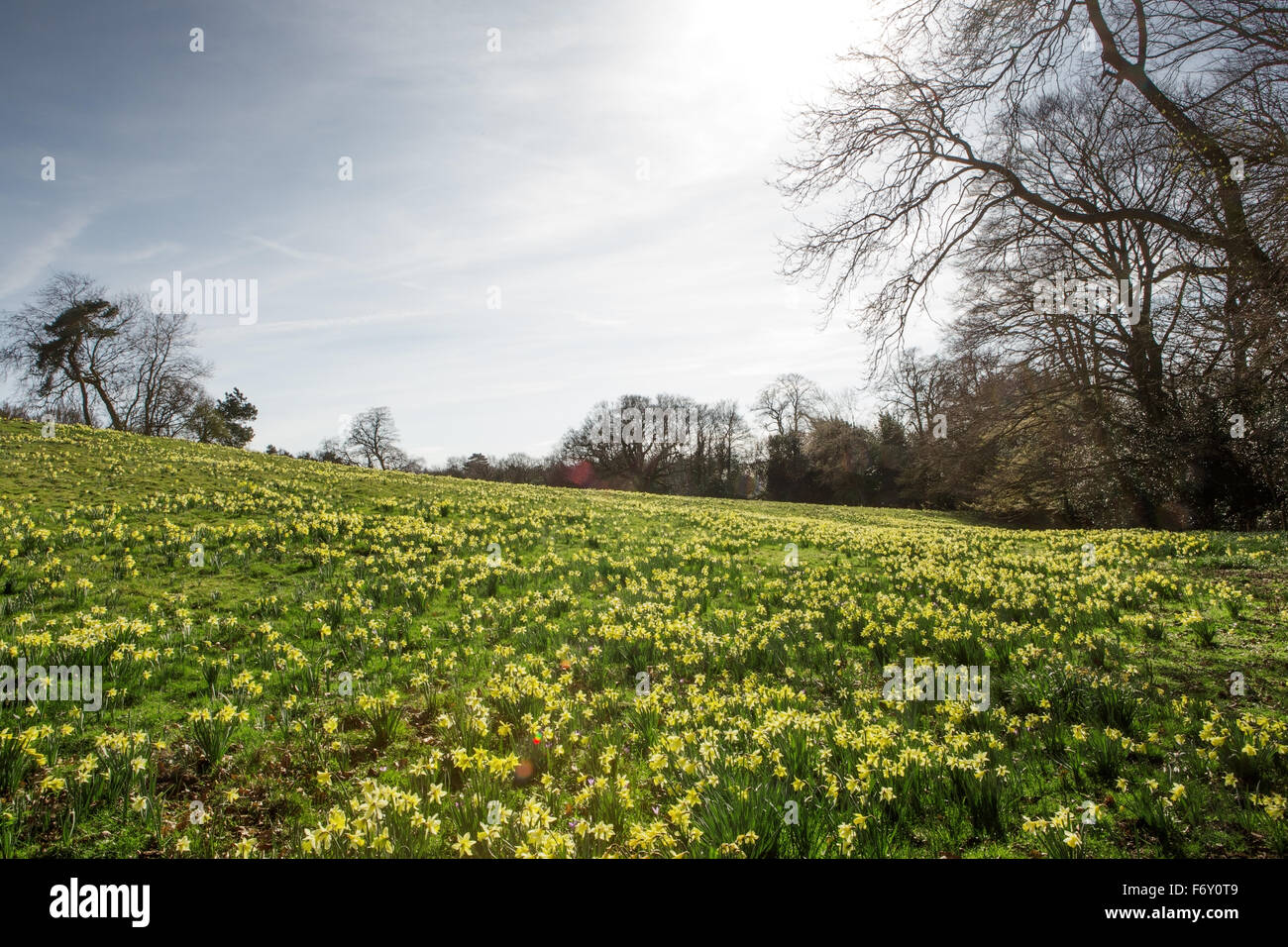 large daffodil fields woods in essex england, the first signs of spring
