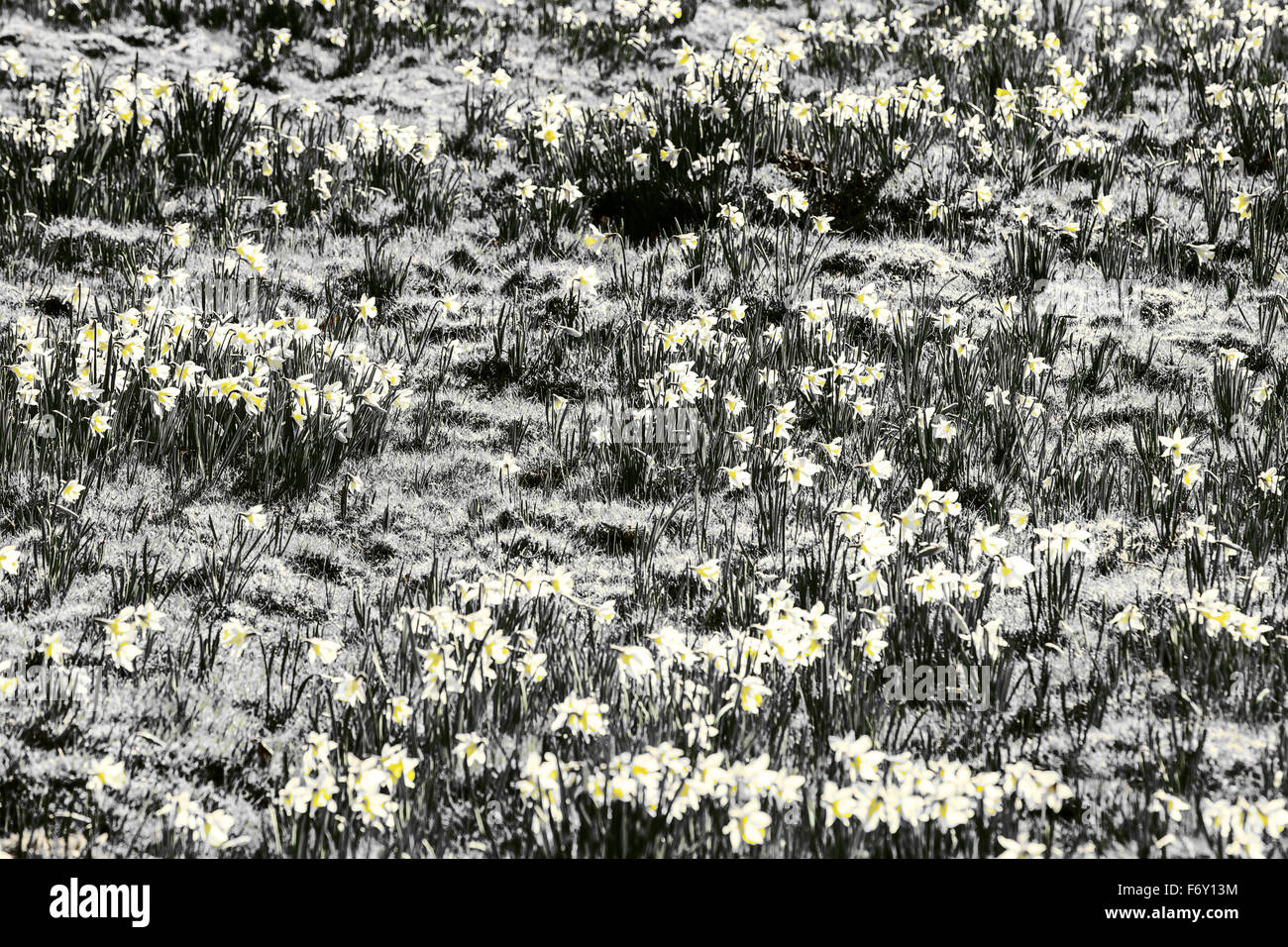 A field of daffodils taken in england essex Stock Photo Alamy
