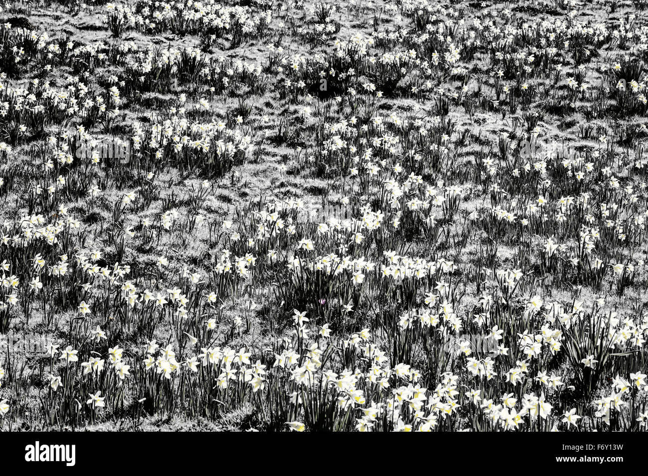 Essex country life hires stock photography and images Alamy