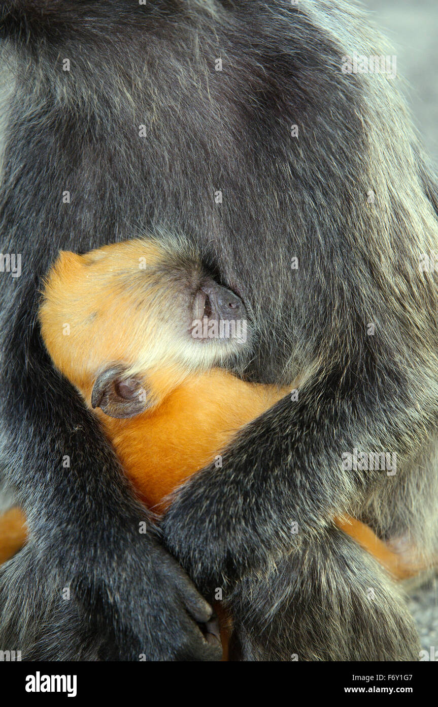 silvered leaf monkey, silvery langur or silvery lutung (Trachypithecus cristatus) Stock Photo