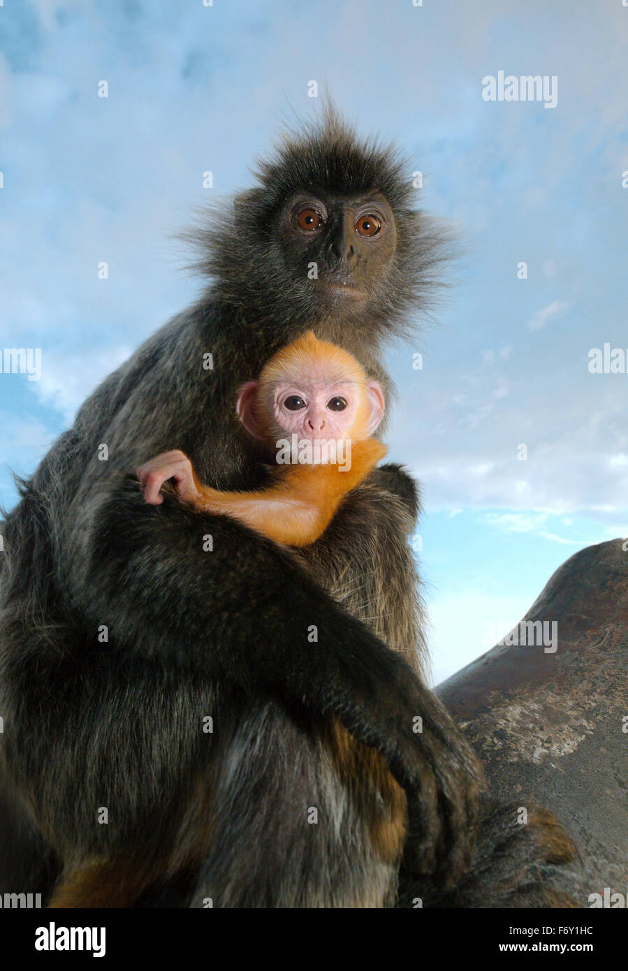 silvered leaf monkey, silvery langur or silvery lutung (Trachypithecus cristatus) Stock Photo
