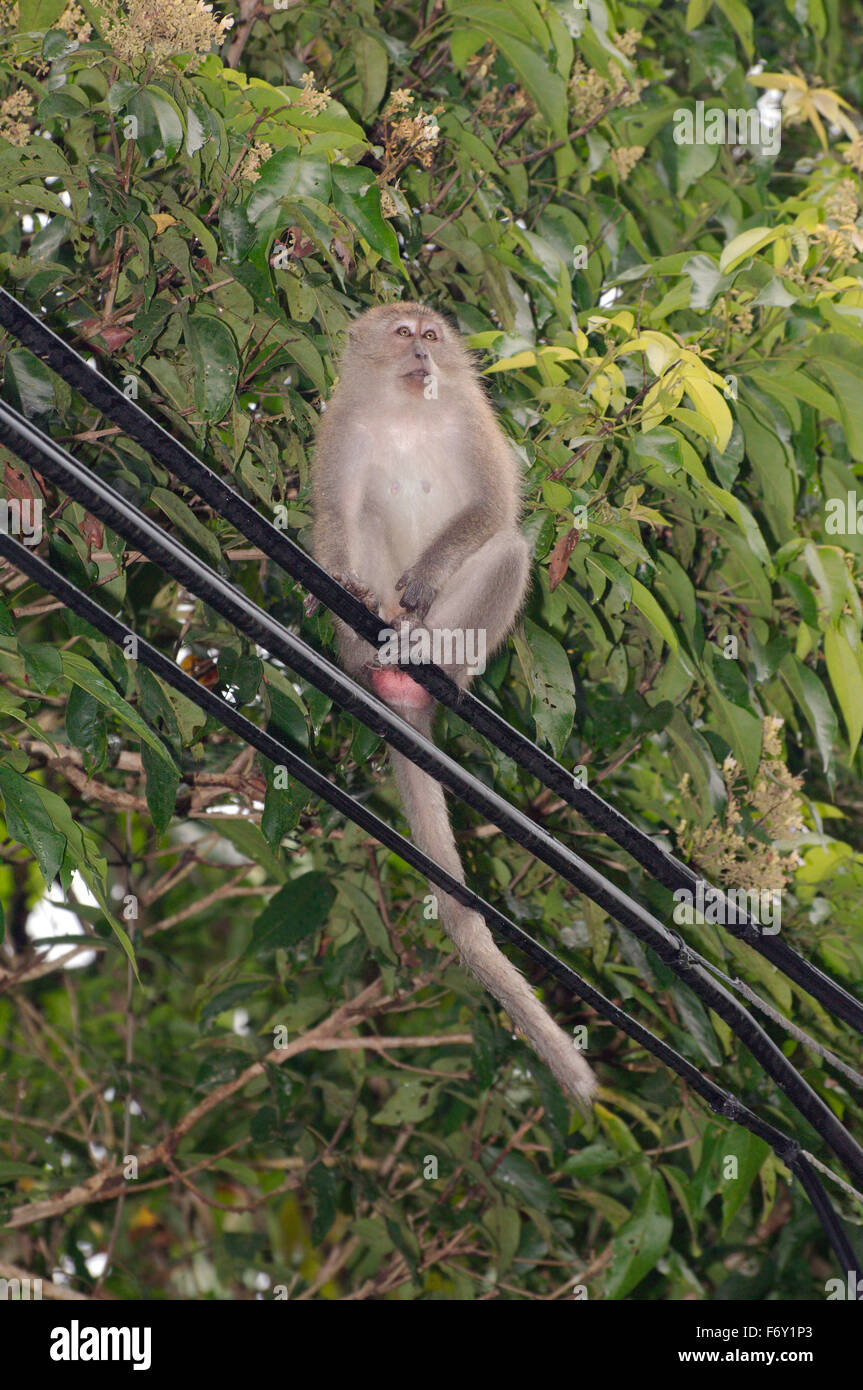 Crabeating Macaque (Macaca fascicularis) Malaysia Stock Photo Alamy