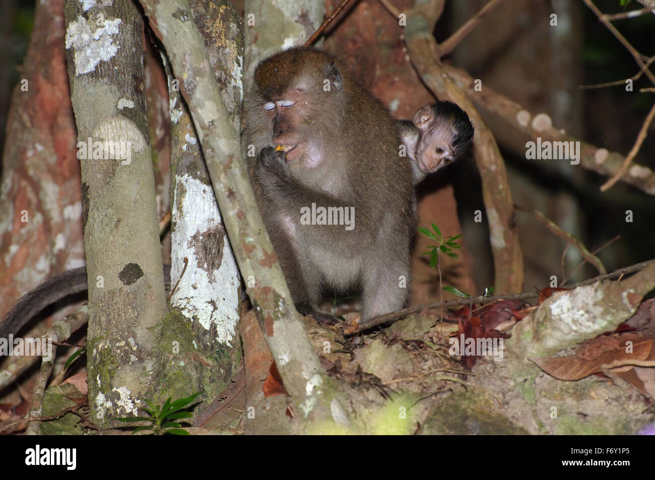 Crab-eating Macaque (Macaca fascicularis) Malaysia Stock Photo - Alamy