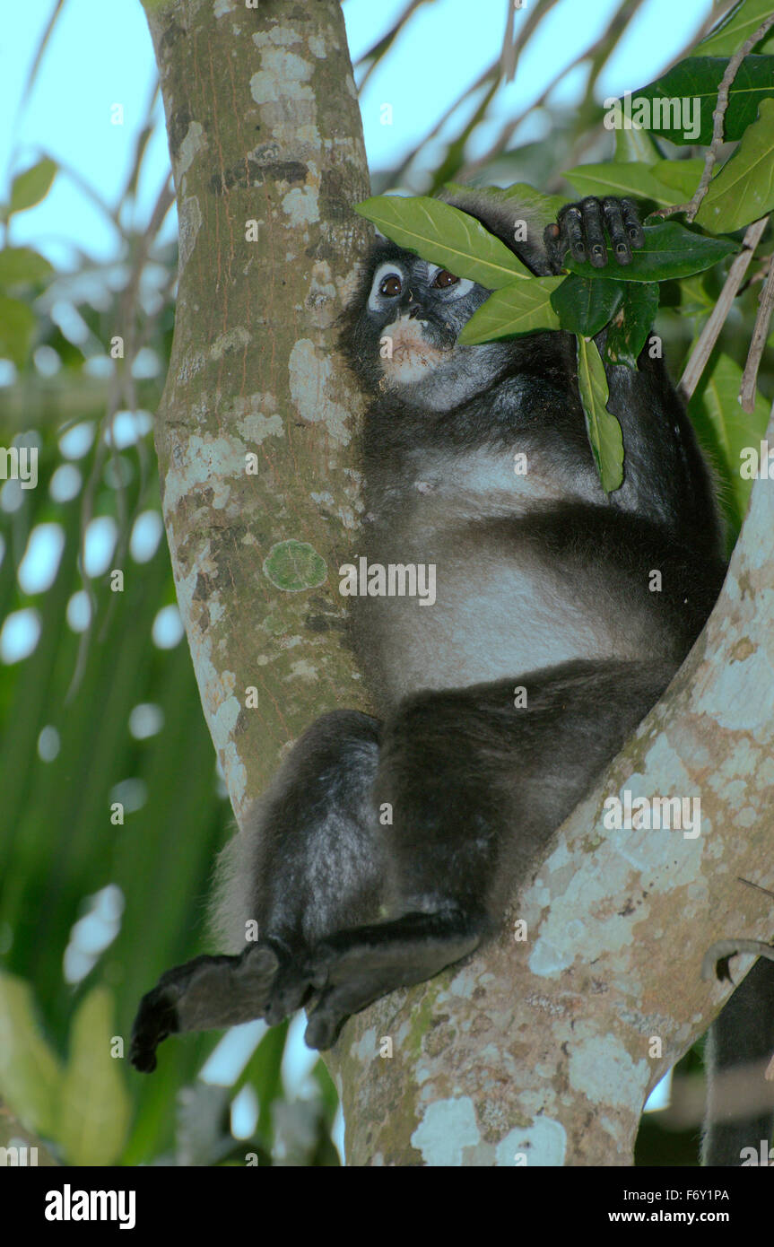 dusky leaf monkey, spectacled langur, or spectacled leaf monkey (Trachypithecus obscurus)  sits high on a tree, Perhentian islan Stock Photo