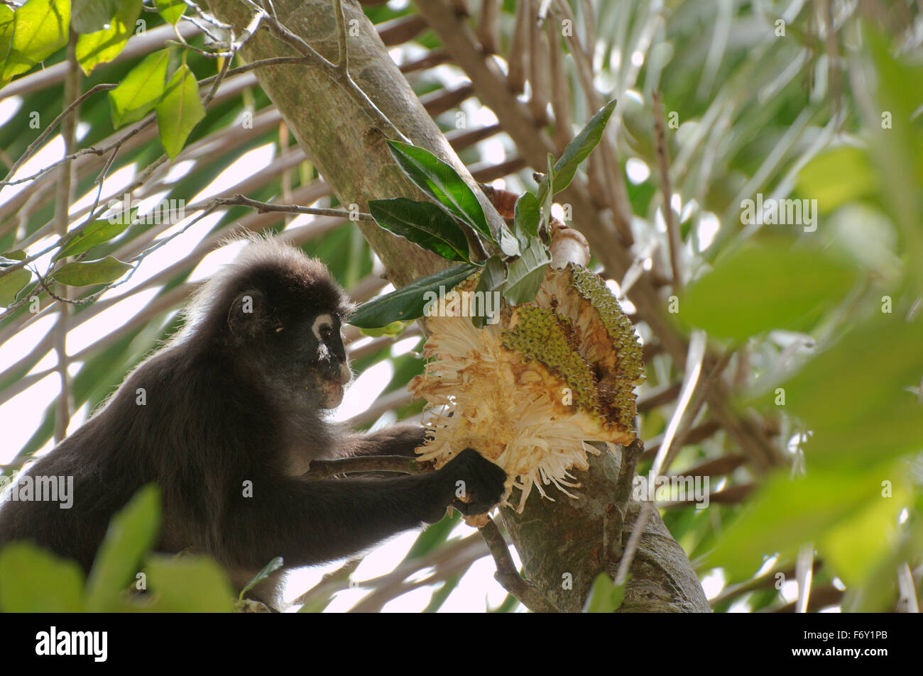 dusky leaf monkey, spectacled langur, or spectacled leaf monkey (Trachypithecus obscurus) eating  jackfruit, Perhentian island,  Stock Photo