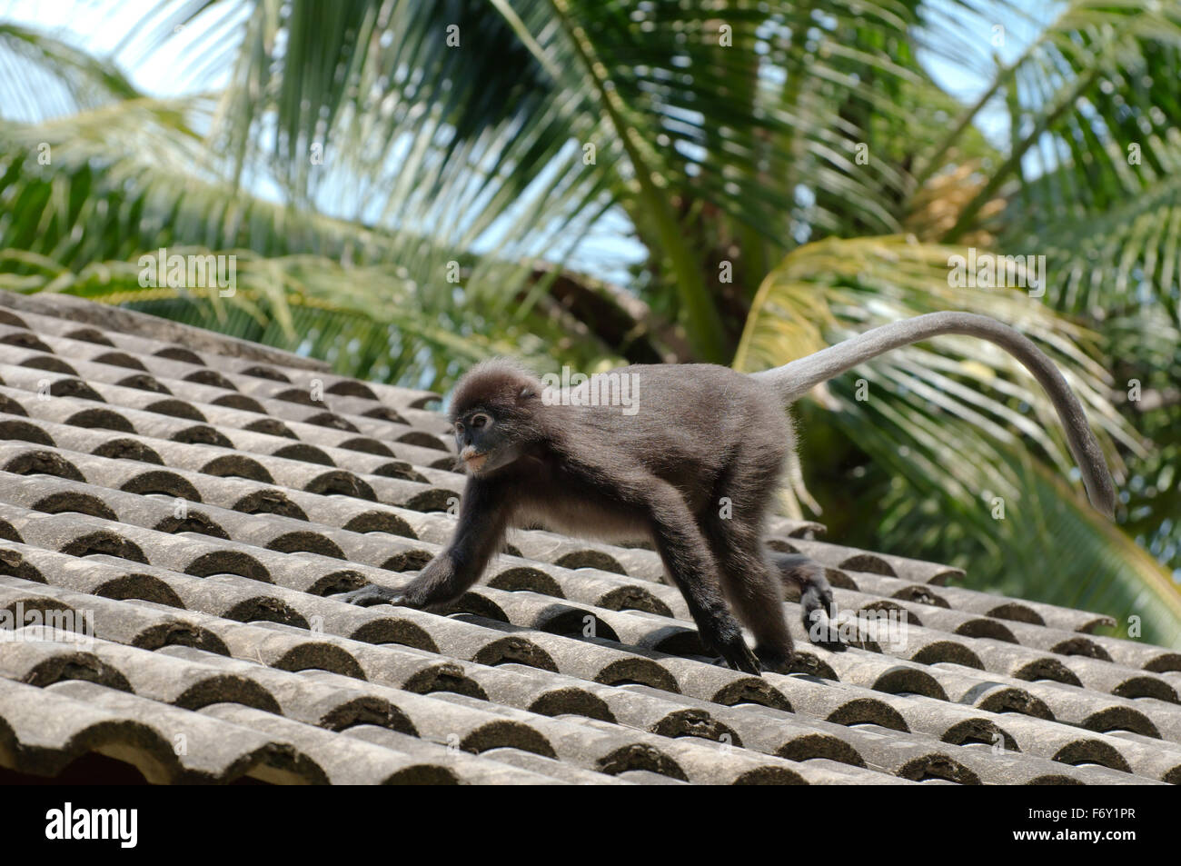 dusky leaf monkey, spectacled langur, or spectacled leaf monkey (Trachypithecus obscurus) walking on tiled roof,  Perhentian isl Stock Photo