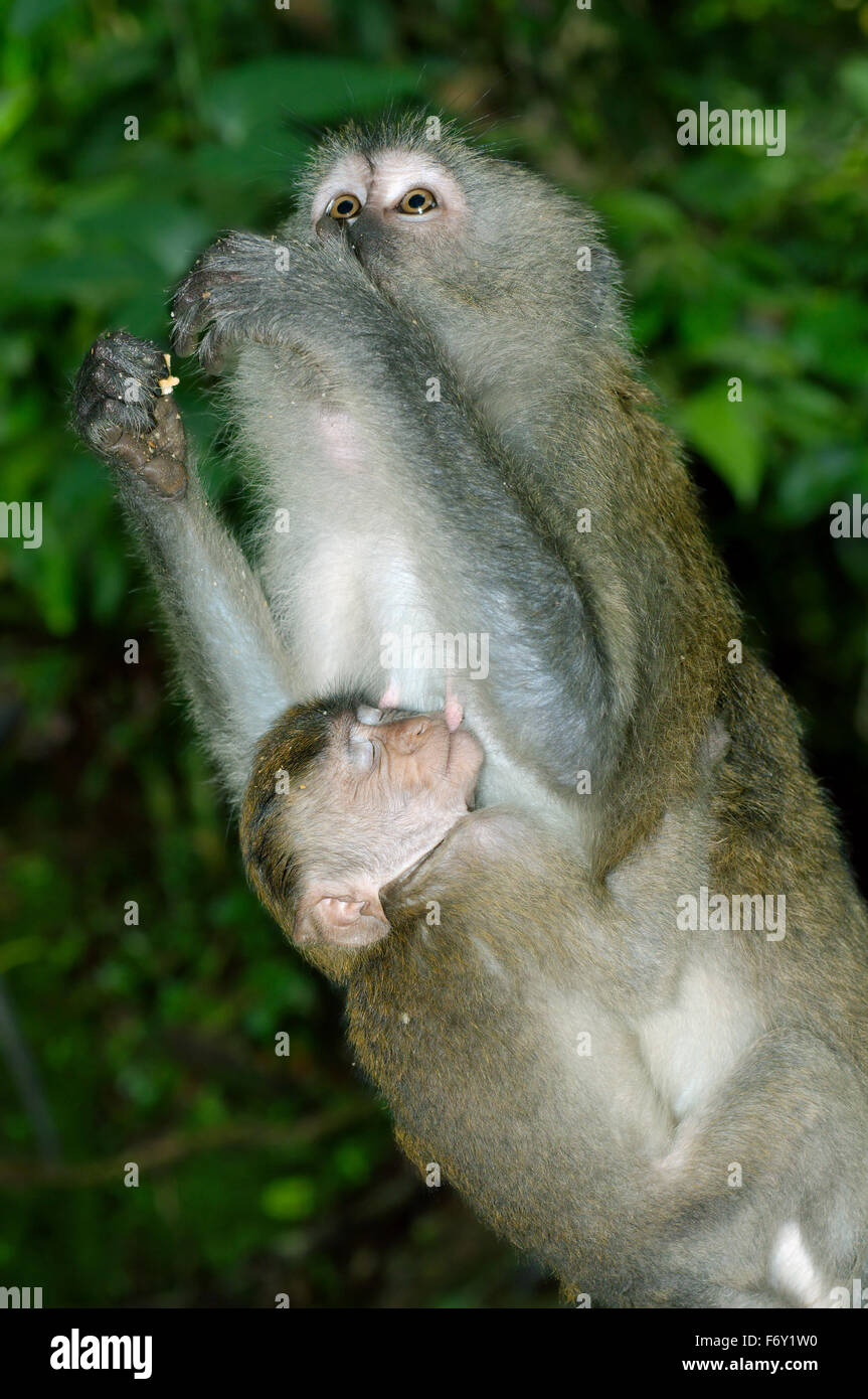 Crab-eating Macaque (Macaca fascicularis) Malaysia Stock Photo - Alamy