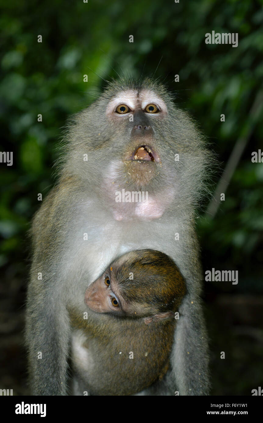 Crabeating Macaque (Macaca fascicularis) Malaysia Stock Photo Alamy