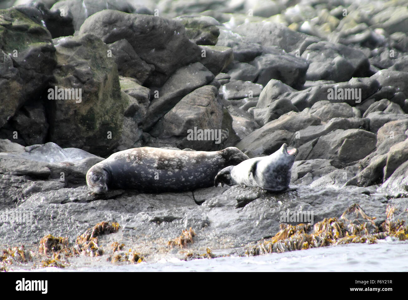 Aggressive behavior of Stejneger's seals on a hole out. Commander