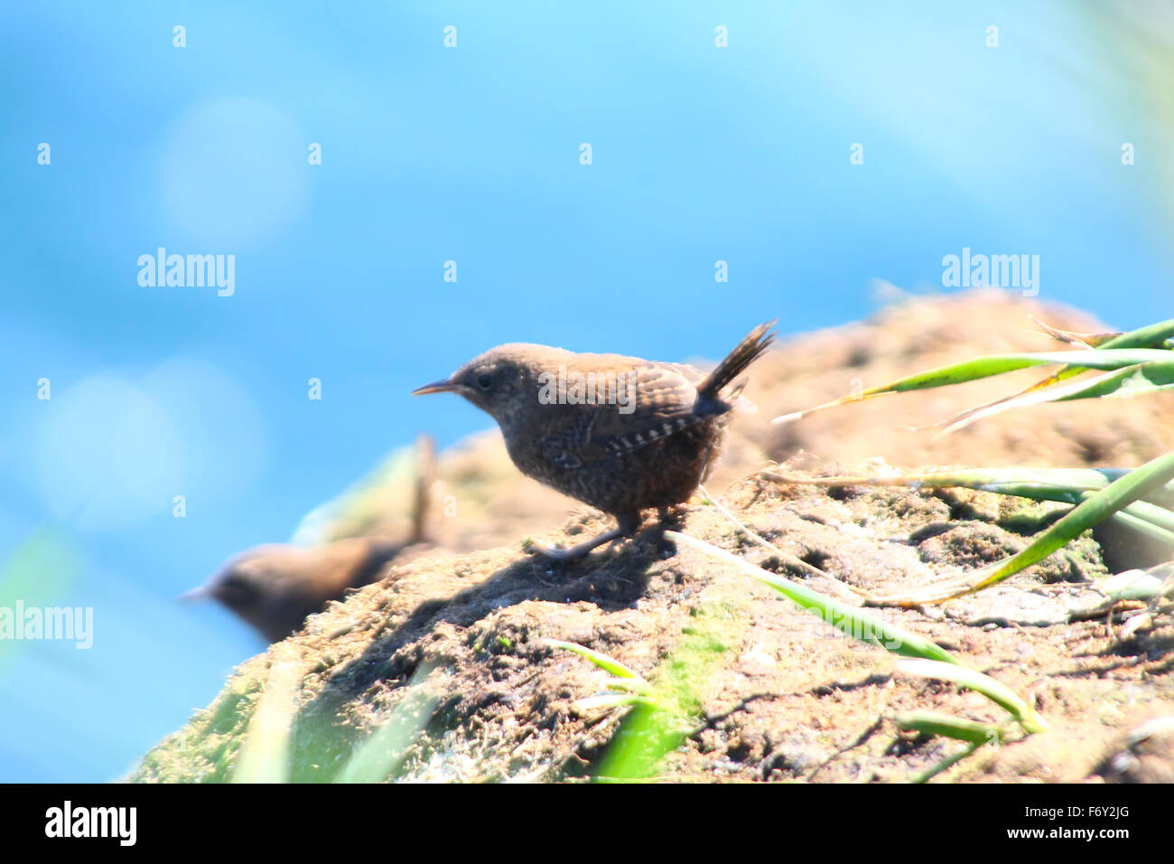 Commander winter wren (Troglodytes troglodytes pallescens). Stock Photo