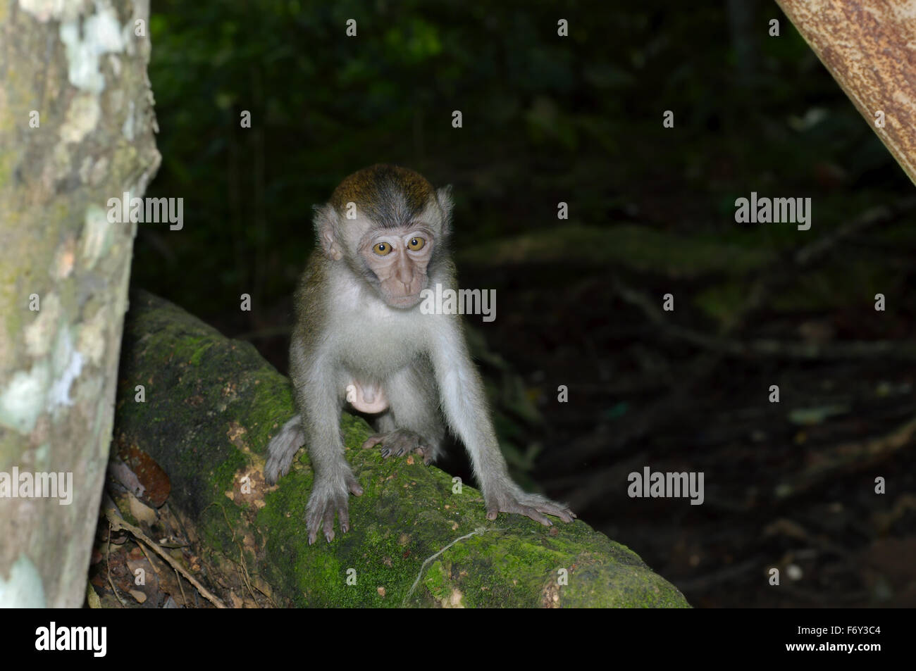 Crab-eating Macaque (Macaca fascicularis) Malaysia Stock Photo - Alamy