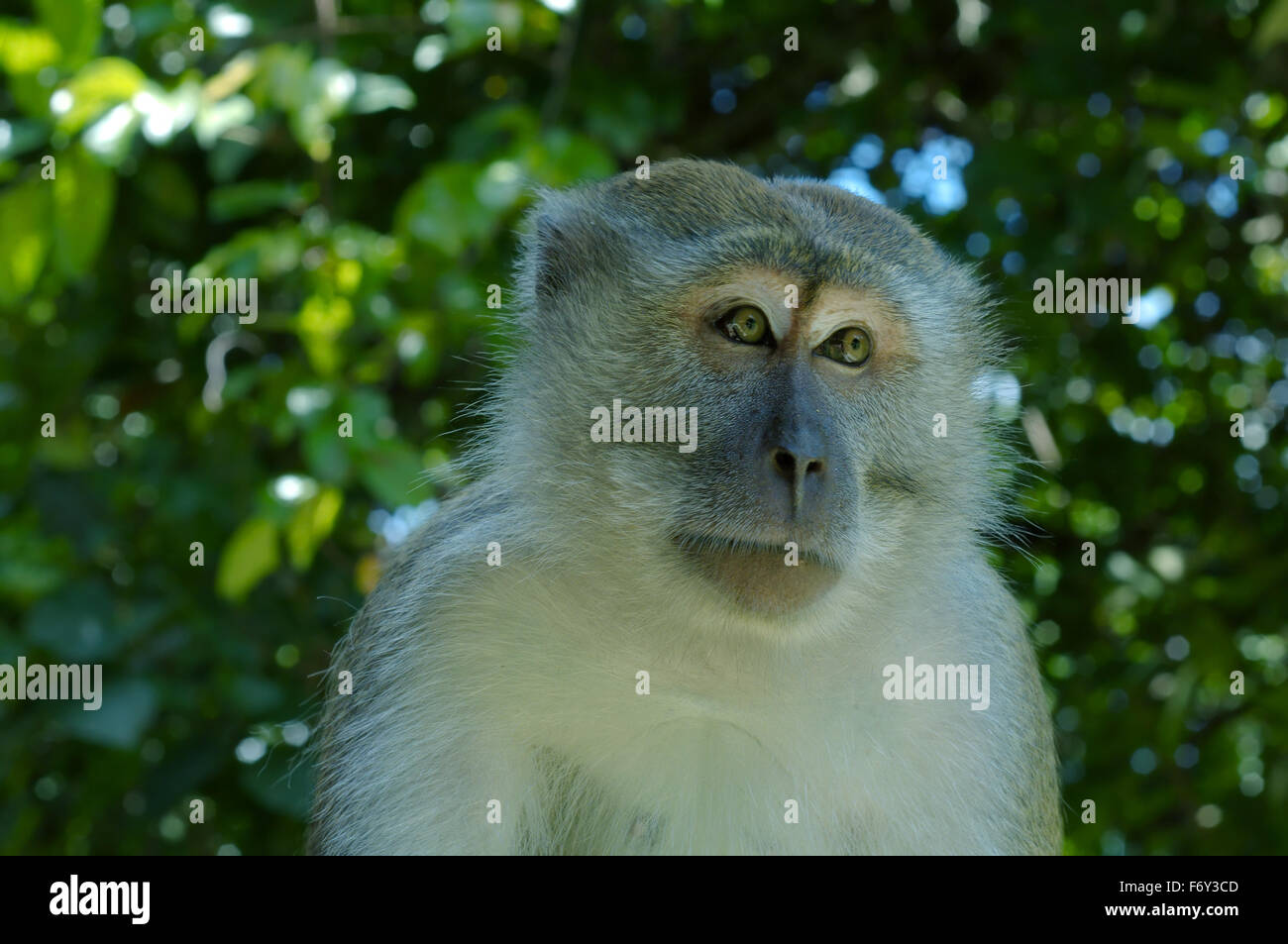 Crab-eating Macaque (Macaca fascicularis) Malaysia Stock Photo - Alamy