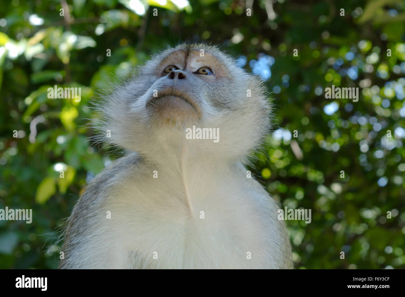 Crab-eating Macaque (Macaca fascicularis) Malaysia Stock Photo - Alamy