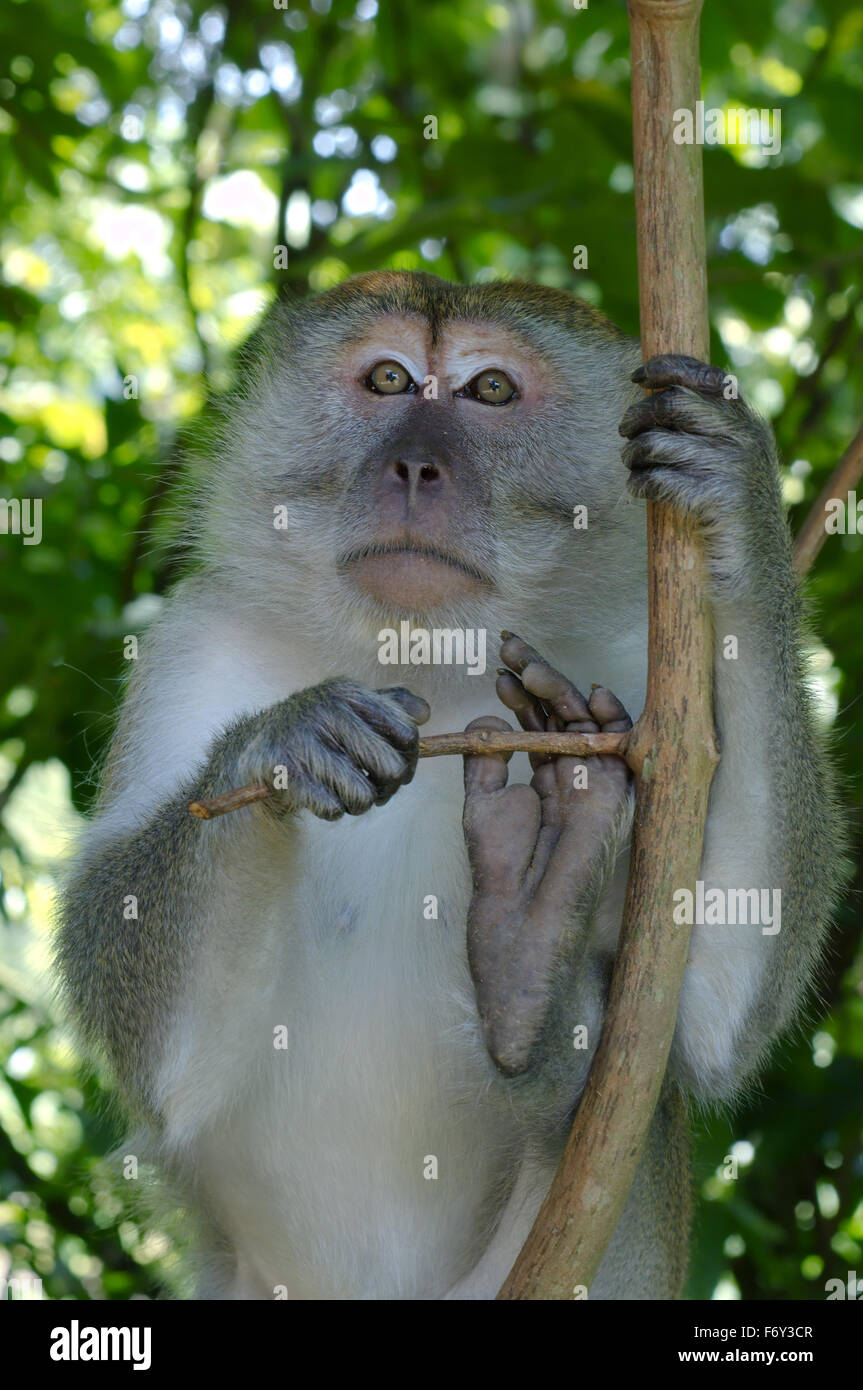 Crab-eating Macaque (Macaca fascicularis) Malaysia Stock Photo - Alamy