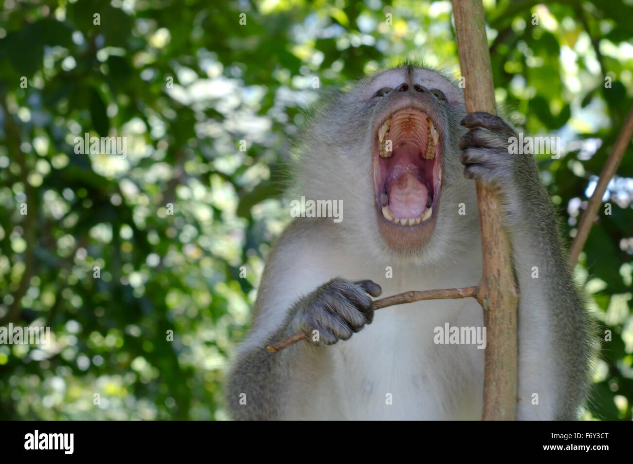 Crab-eating Macaque (Macaca fascicularis) Malaysia Stock Photo