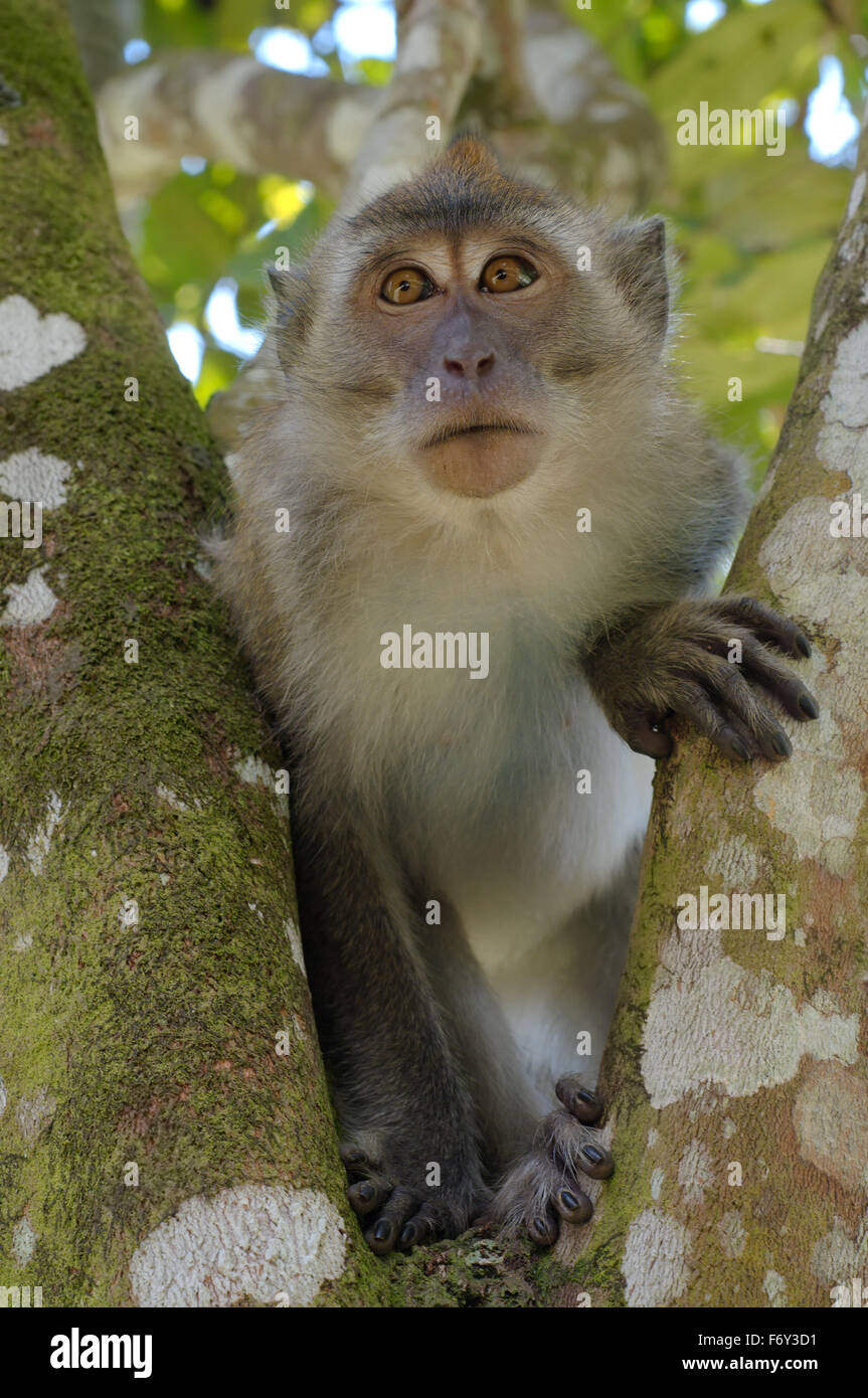 Crab-eating Macaque (Macaca fascicularis) Malaysia Stock Photo - Alamy