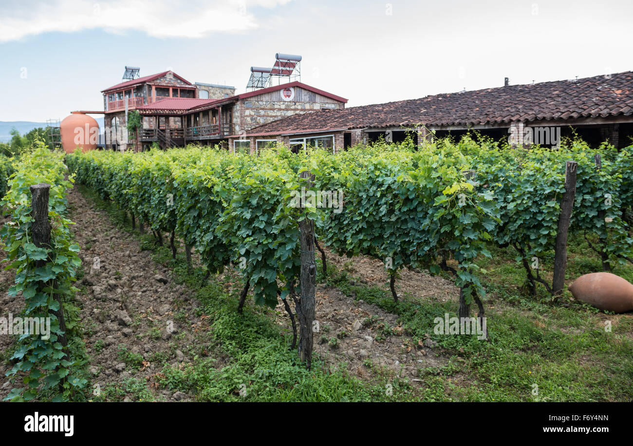 vineyard in Twins Wine Cellar Wine Company & Museum, Napareuli village