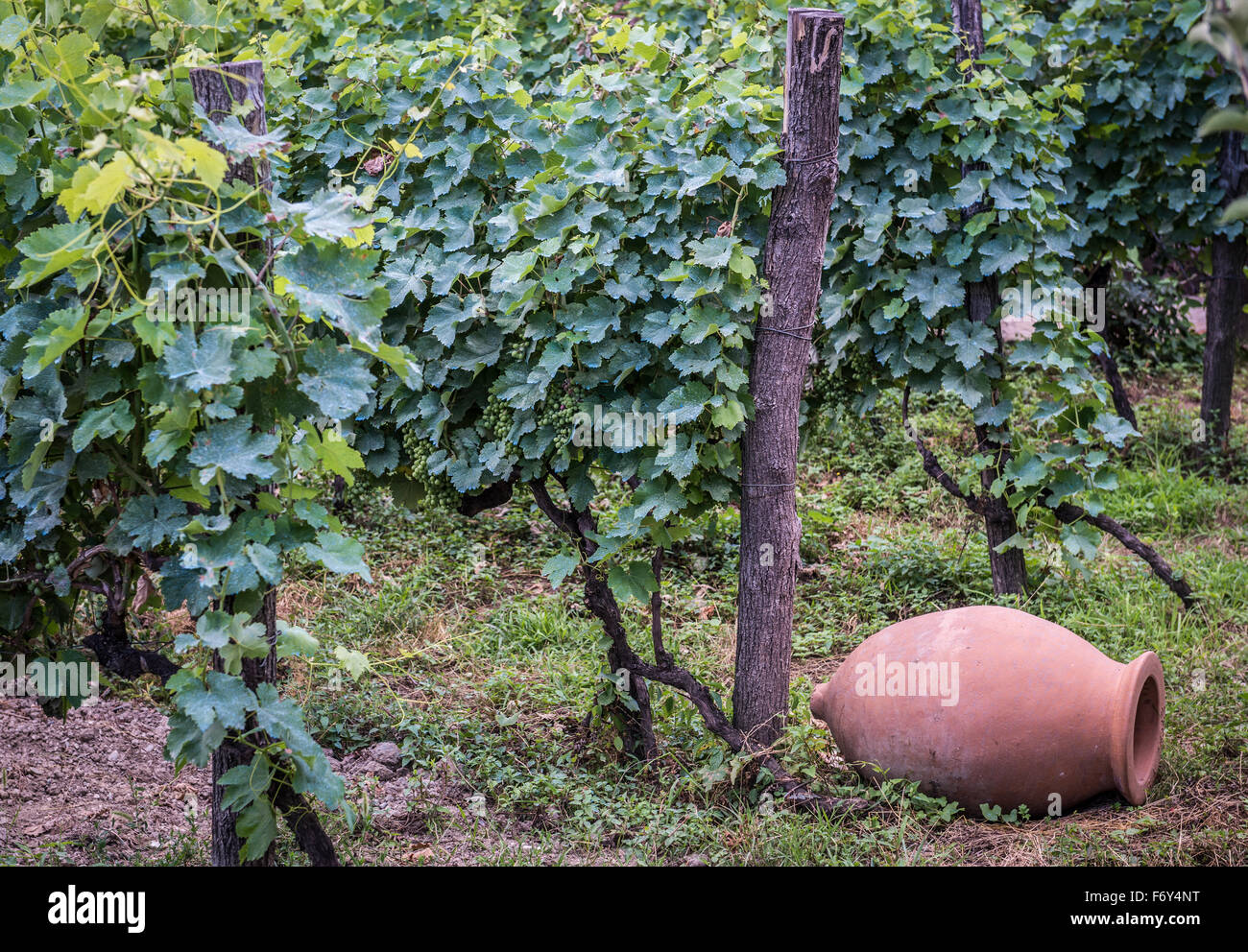 Kvevri vessel in vineyard in Twins Wine Cellar Wine Company & Museum