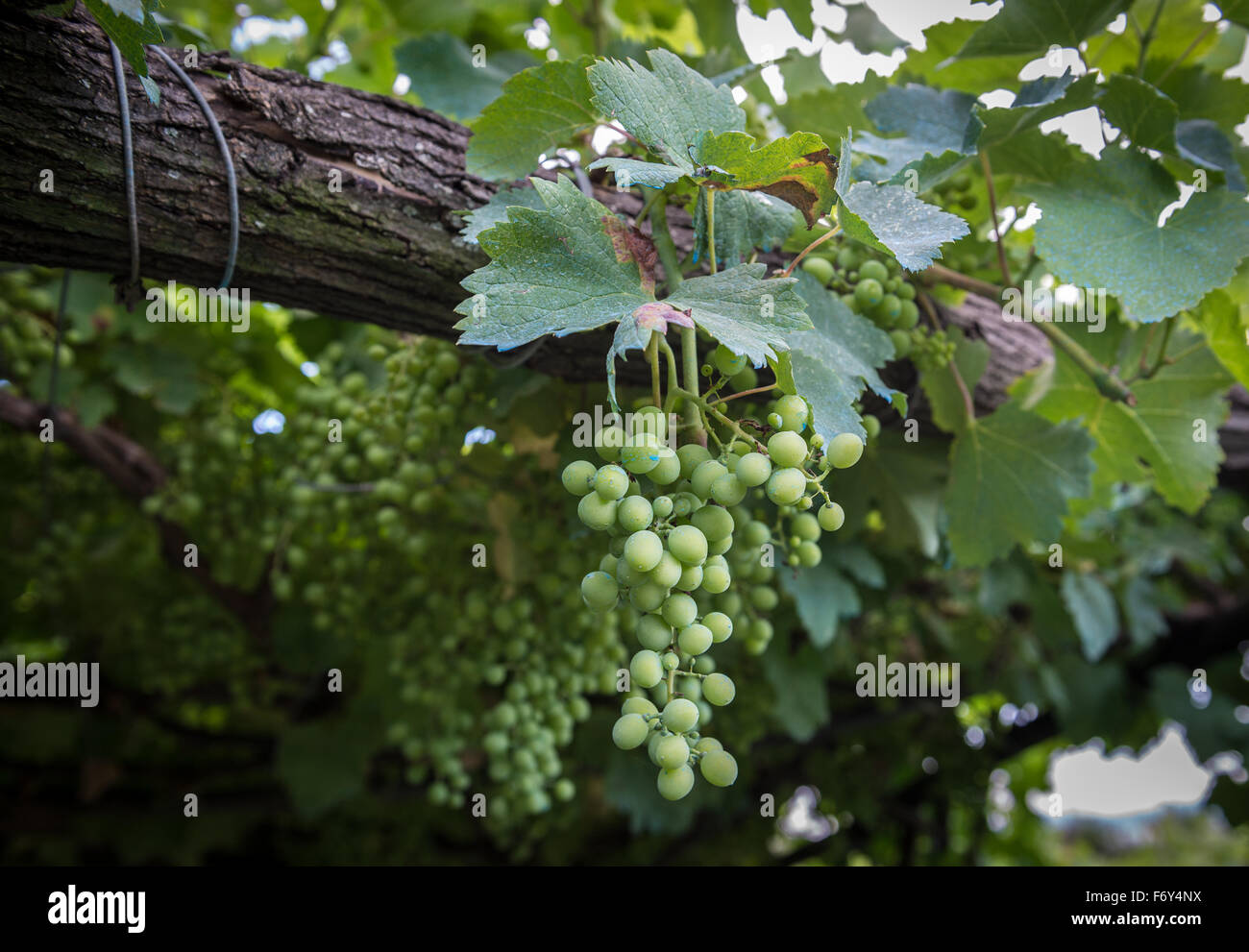vineyard in Twins Wine Cellar Wine Company & Museum, Napareuli village