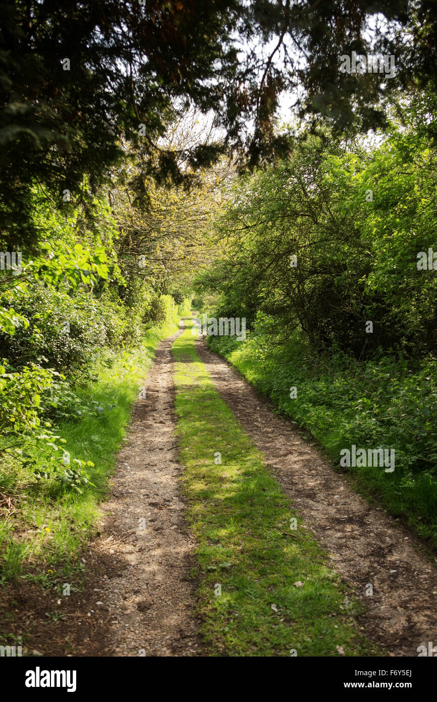 pathway in woods in the essex countryside Stock Photo