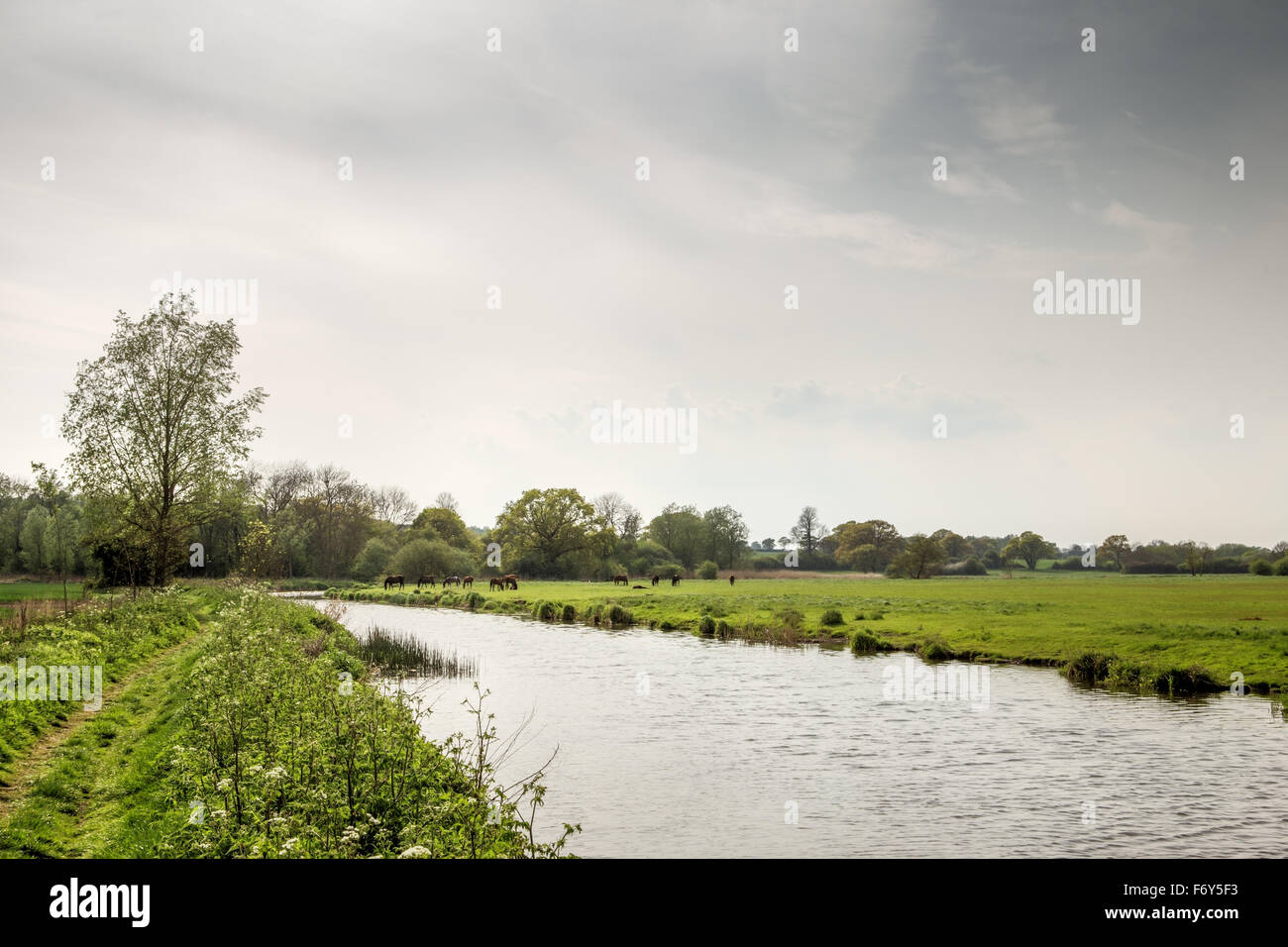 essex countryside  image with a group of horses near water Stock Photo