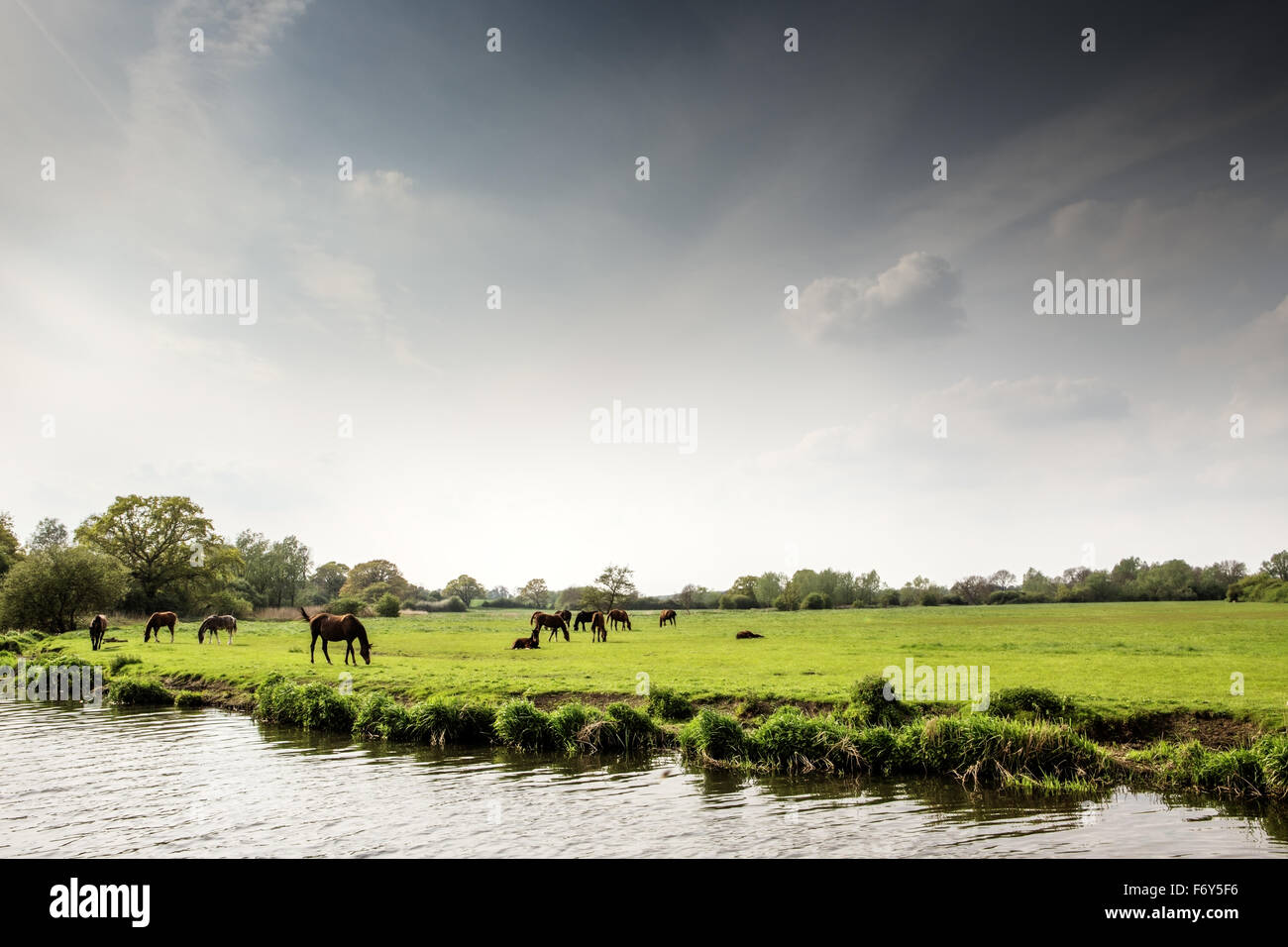 essex countryside  image with a group of horses near water Stock Photo