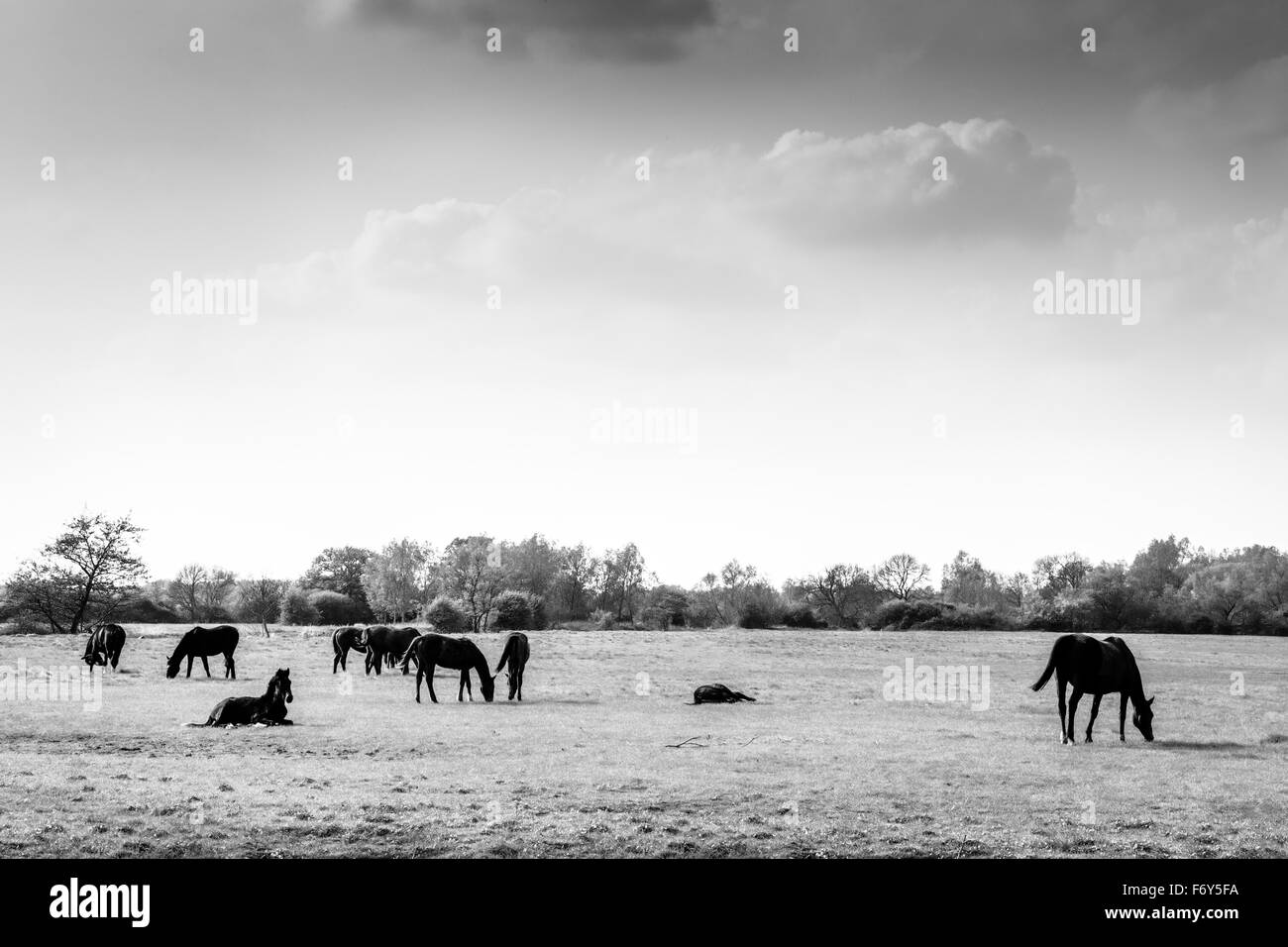 essex countryside  image with a group of horses Stock Photo