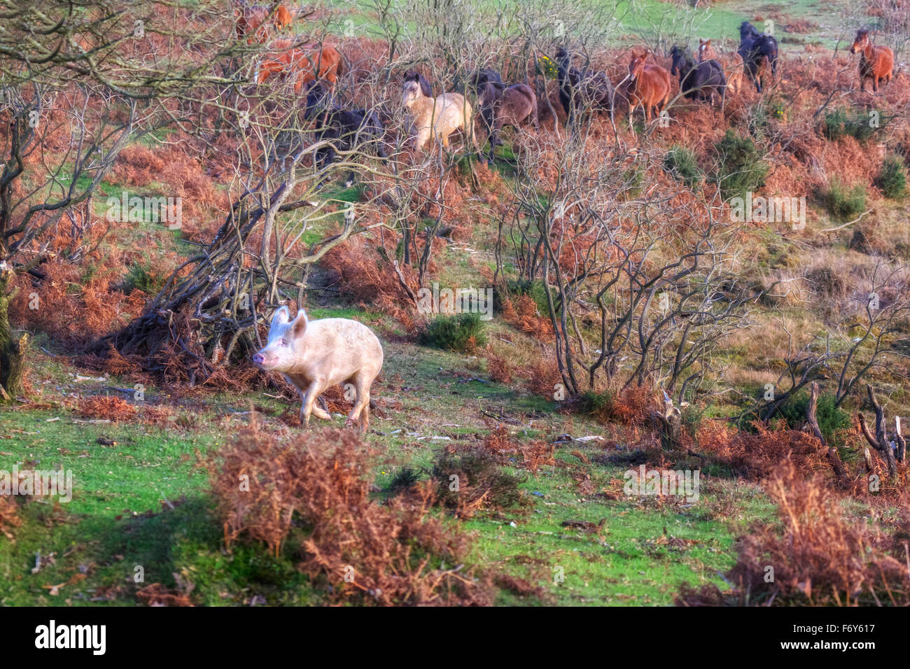 a wild pig, chased by wild ponies in the New Forest, Hampshire, England, UK Stock Photo