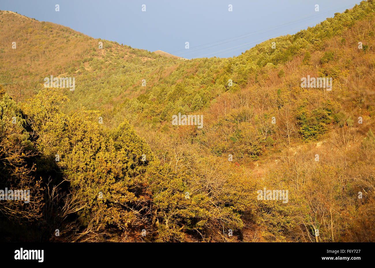 Beautiful autumn forest Stock Photo - Alamy