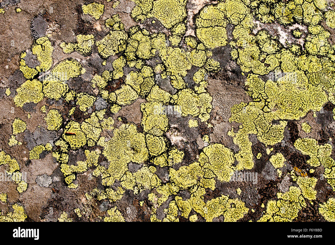 Golden moonglow lichen (Dimelaena oreina), Boulder/Whitecloud Mountains, Idaho Stock Photo