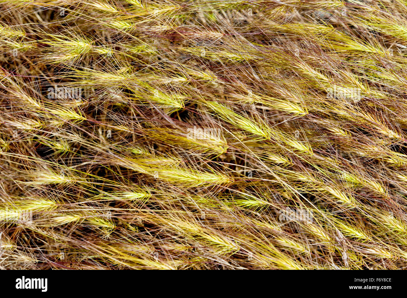 Medusahead grass (Taeniatherum caput-medusae), Ada County, Idaho Stock Photo