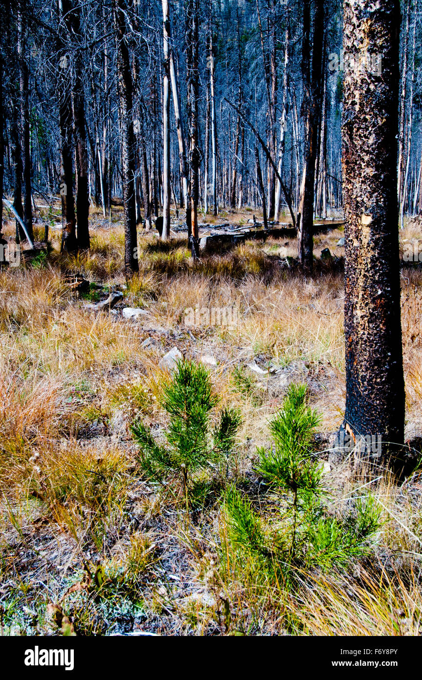 Lodgepole pine seedlings emerging in five-year-old forest fire site in central Idaho Stock Photo