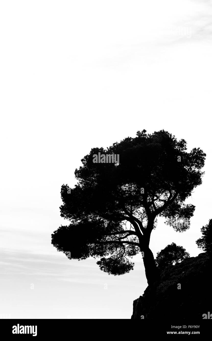 Black and white picture of a silhouette of a tree Stock Photo - Alamy