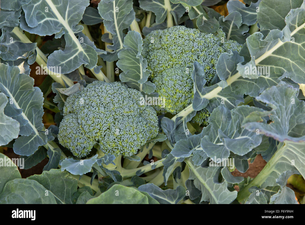 Close-up of broccoli crowns on plant, Brassica oleracea. Stock Photo
