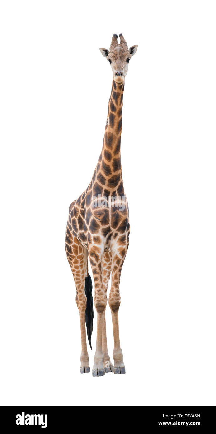 giraffe front png