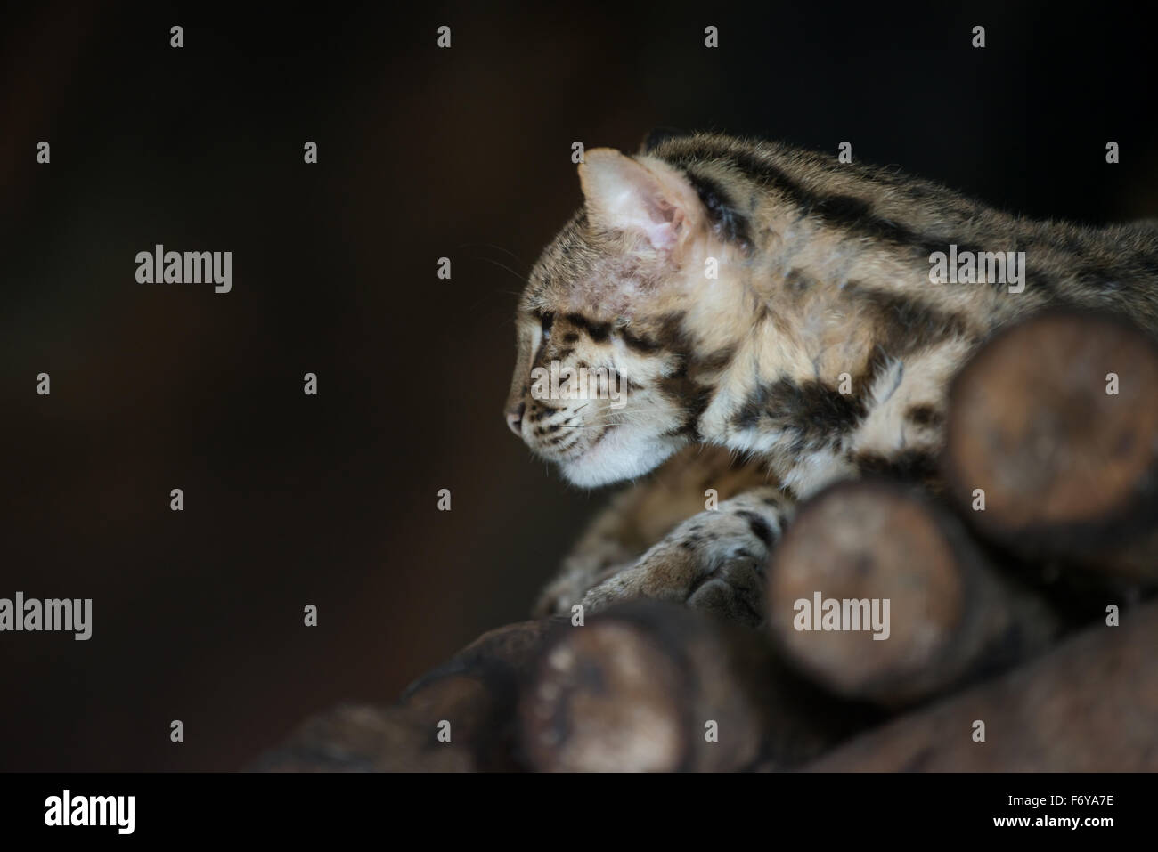 Cat or house cat scientific name hi-res stock photography and images - Alamy