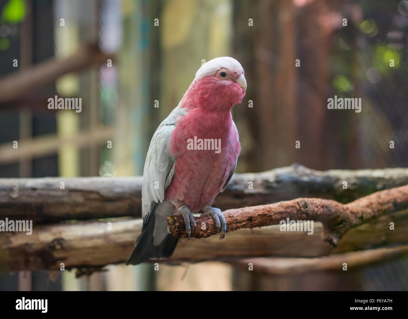 Galah cockatoo scientific name cacatua hi-res stock photography and