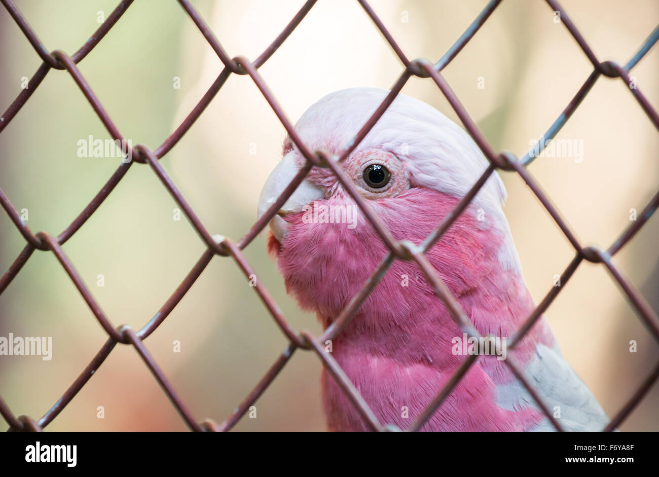 galah cockatoo scientific name (Cacatua roseicapilla) in cage Stock