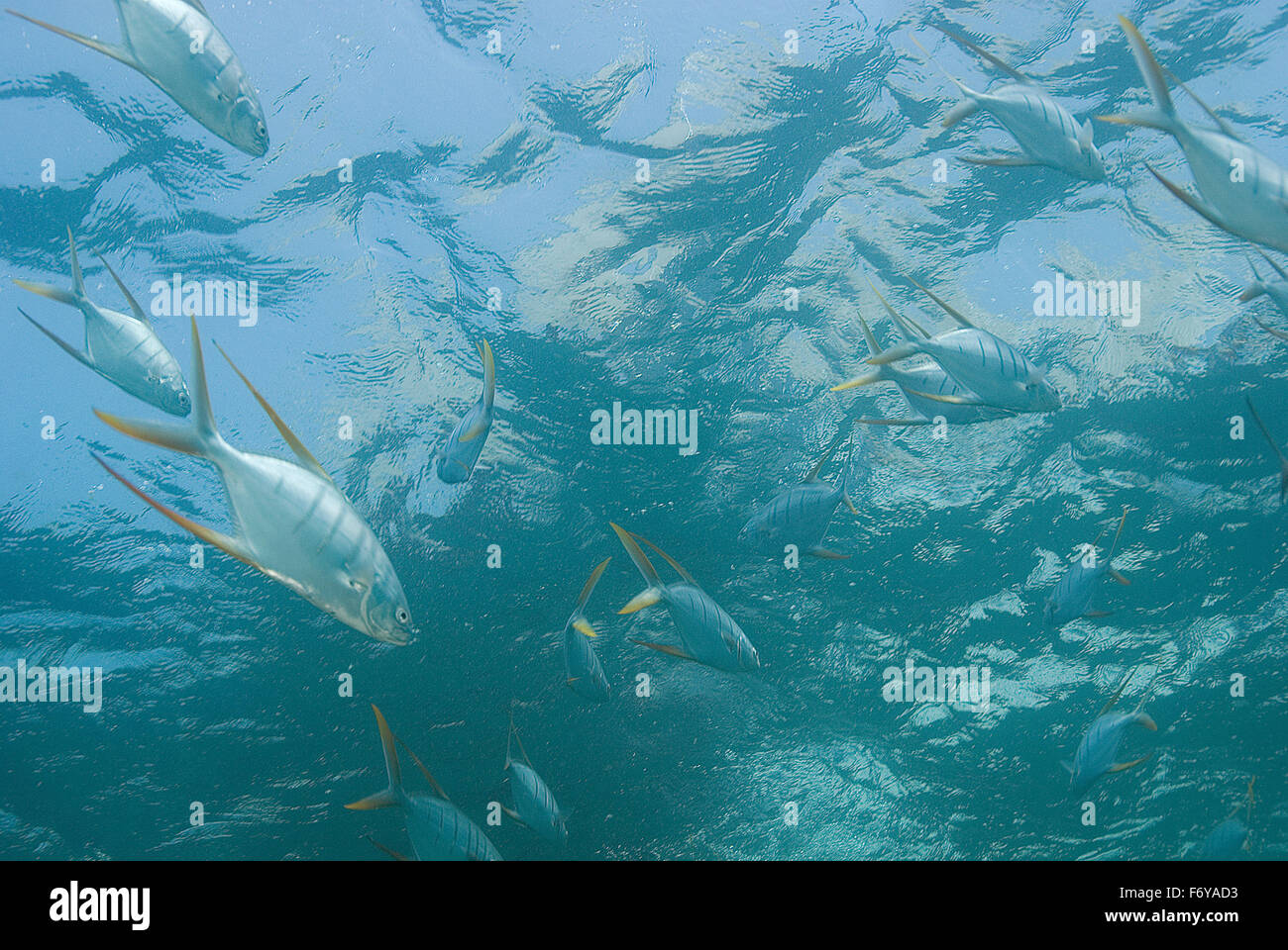 Tropical fish scuba diving in Cabo San Lucas, Mexico Stock Photo Alamy