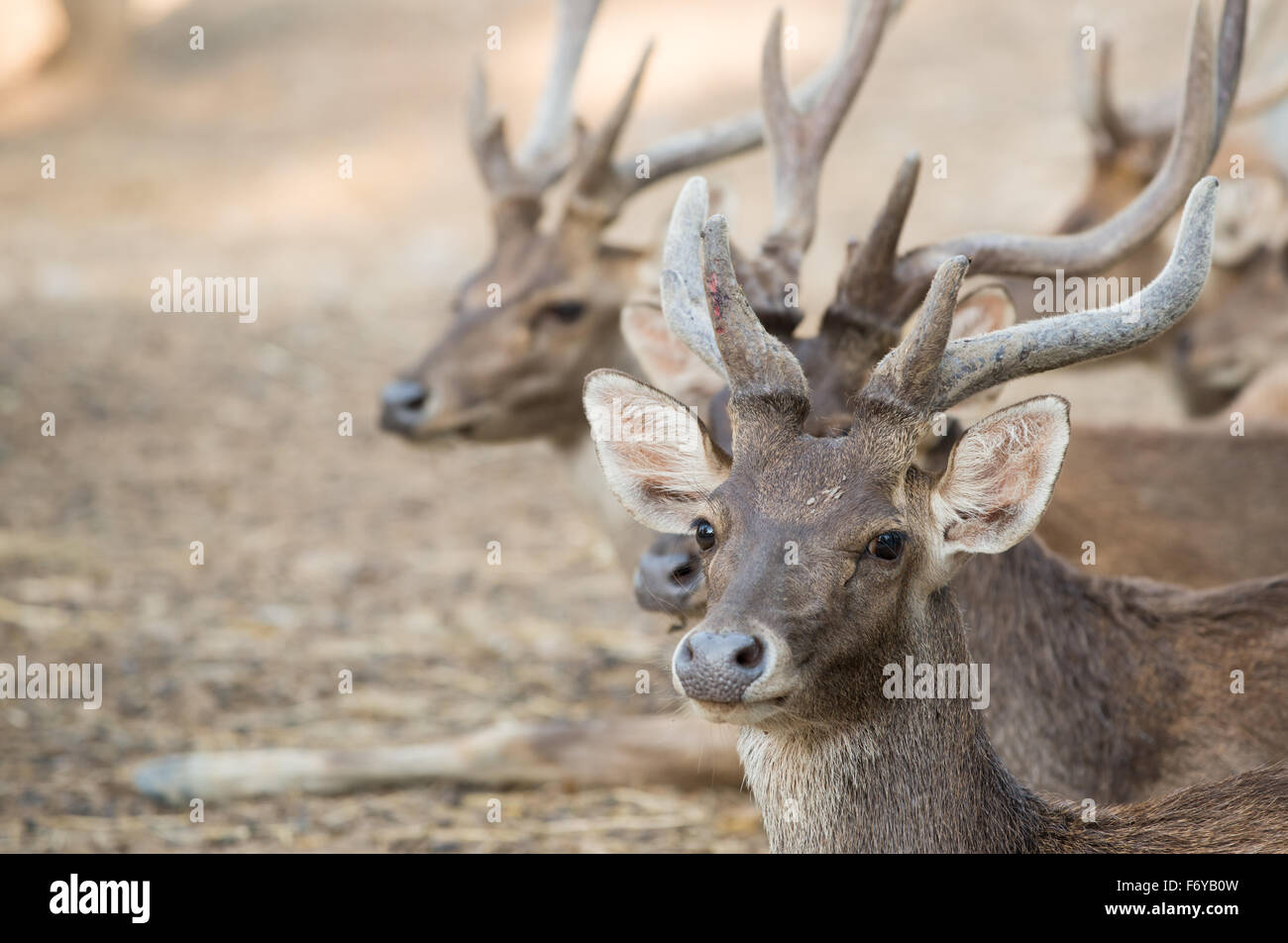 Cervo Rusa group of rusa or javan deer ( Cervus timorensis Stock Photo - Alamy