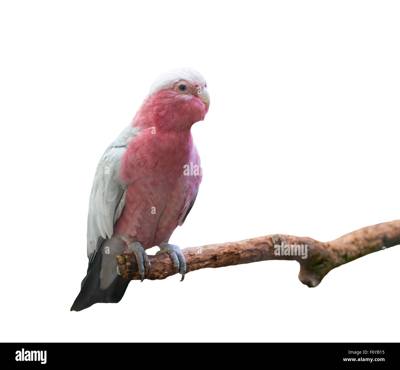 galah cockatoo scientific name (Cacatua roseicapilla) isolated on white background Stock Photo