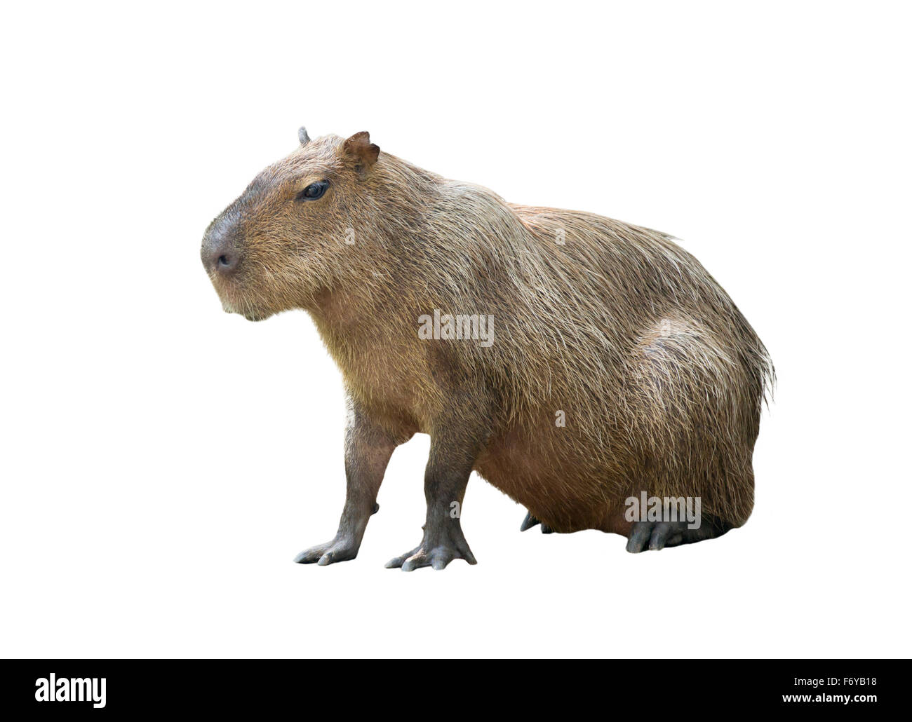 capybara ( hydrochoerus hydrochaeris ) isolated on white background Stock Photo